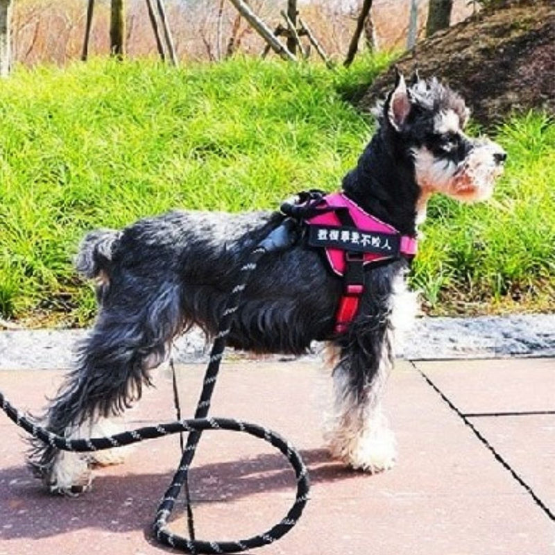 Guia Reflexiva Para Cães de Pequeno, Médio e Grande Porte